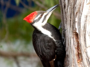 Closeup of a pileated woodpecker