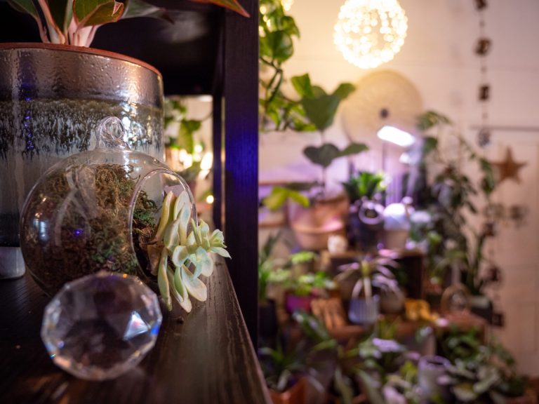 Shelf in a garden store with a tiny jade-like plant, with more greenery visible behind