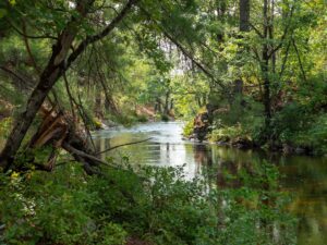 View from the tree-lined shore of a placid river