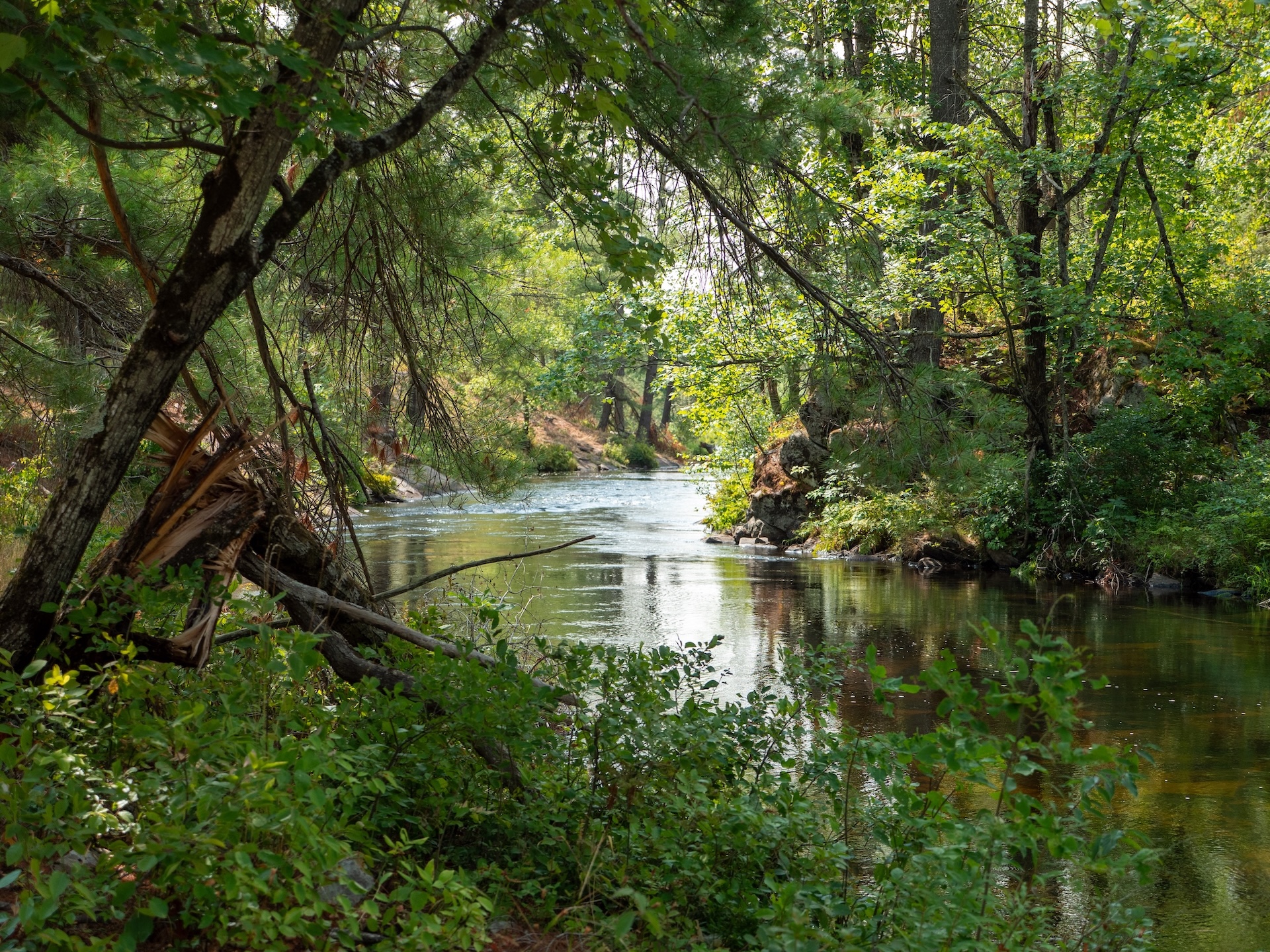 View from the tree-lined shore of a placid river